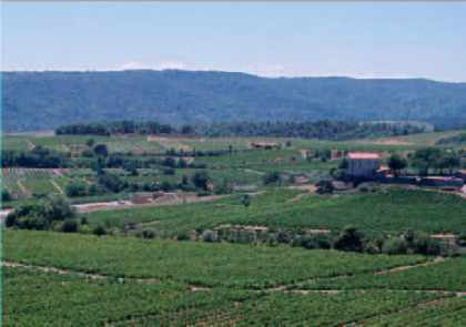 Montpellier is surrounded by vineyards
